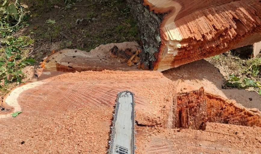 Tree Removal